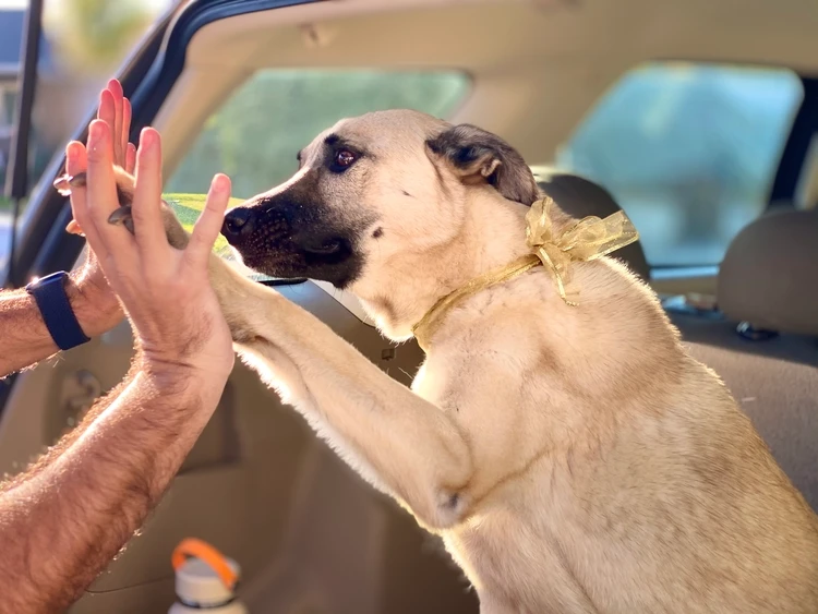 Mężczyzna przybijający piątki z psem